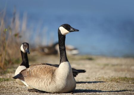 Two wild goose by the lakeの写真素材