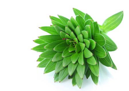 Tiger Lily plant leaves on white backgroundの写真素材