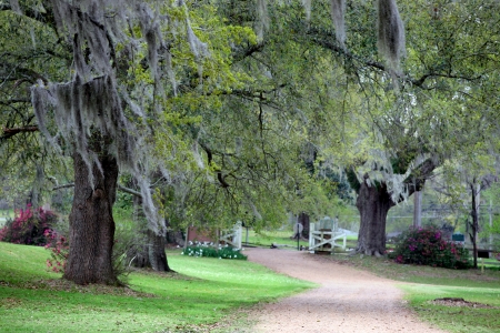 Beautiful landscape of lush green Cypress trees の写真素材