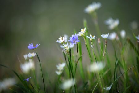 Wild flowers and tall grassの写真素材