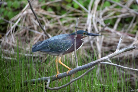 Beautiful crane in birds sanctuary in Indiaの写真素材