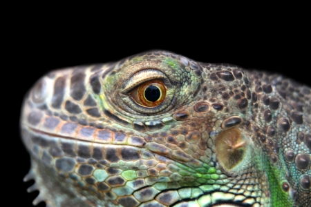 Iguana against black backgroundの写真素材