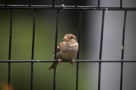 Small sparrow on the fenceの写真素材