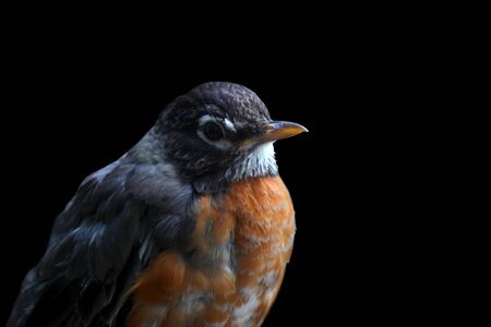 Old robin bird on black backgroundの写真素材