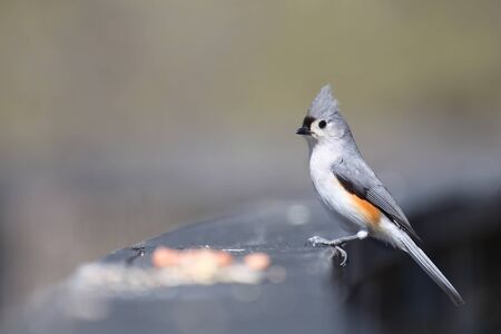 Close up shot of a Tufted Titmouse birdの写真素材