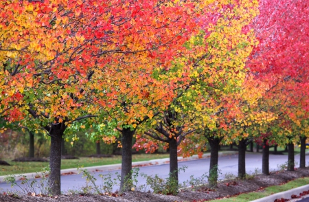 Row of colorful dogwood treesの写真素材