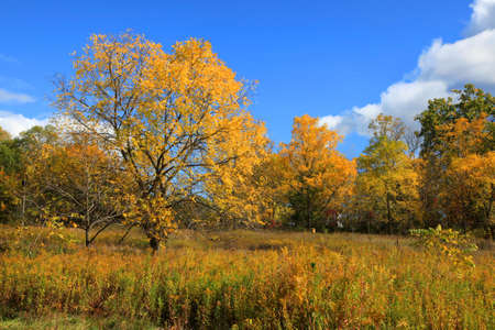 Beautiful autumn trees in Heritage park Michiganの写真素材