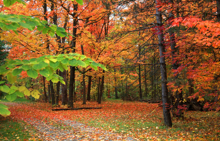 Beautiful fall scene in rural michigan
