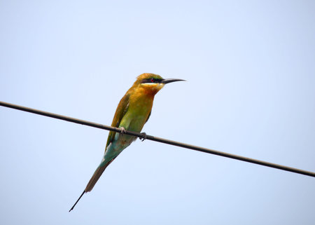 Small Green bee eater on a electric wire