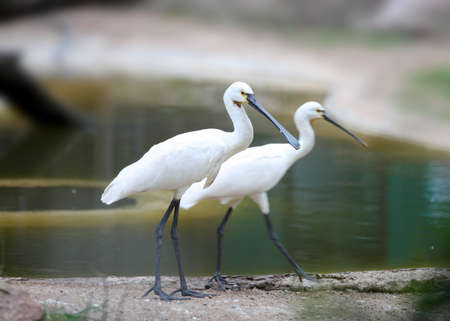 Two Spoonbill birds by the pondの写真素材