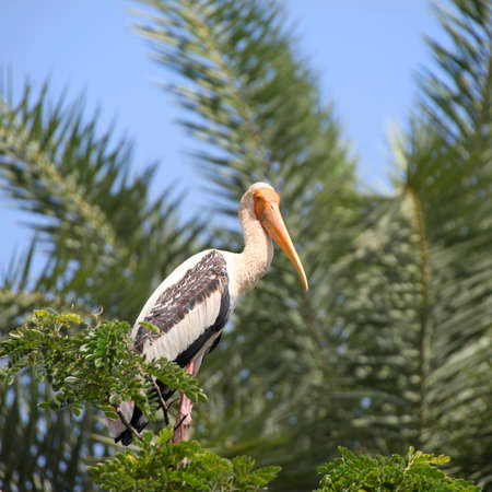Pelican on top of a palm treeの写真素材