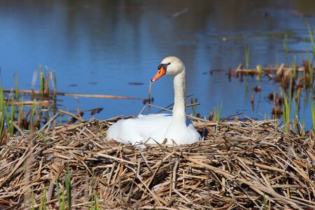 Beautiful swan on its nest in the lakeの写真素材