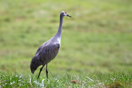Tall sand hill crane in the meadowの写真素材