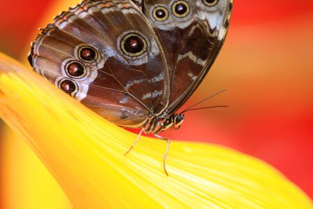 Close up shot of a butterfly with bright yellow and red backgroundの写真素材