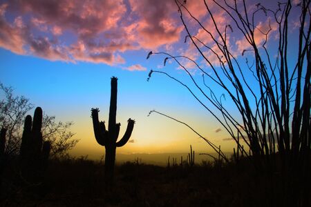 Saguaro national park in evening sun lightの写真素材