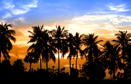 Coconut trees and sun setの写真素材
