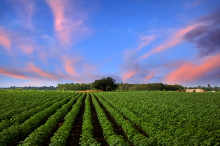 Farm lands in India with evening skyの写真素材