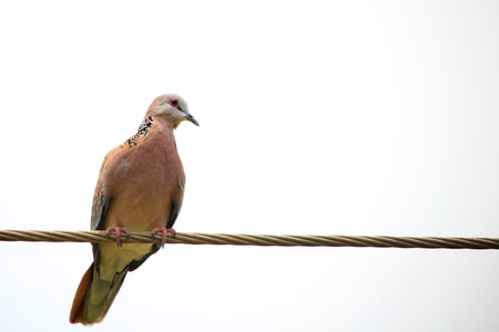 Laughing Dove bird on the electric wire