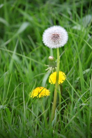 Close up shot of one white and two yellow dandelionsの写真素材