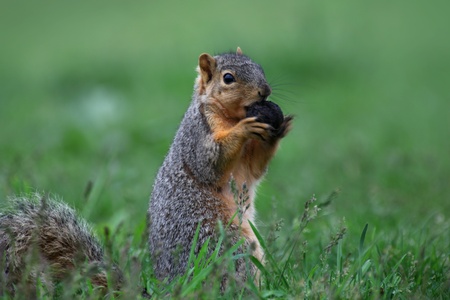 Close up shot of small chipmunk in the grassの写真素材