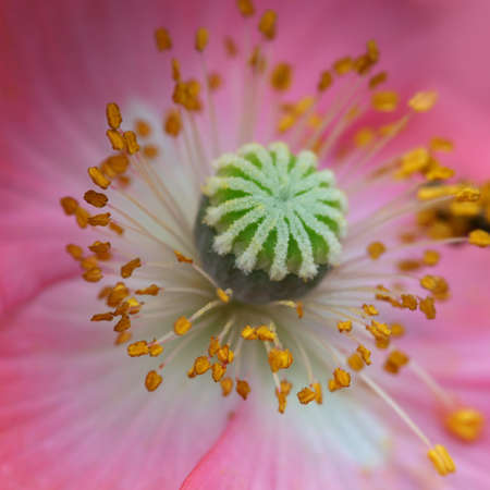 Inside details of pink poppy flowerの写真素材
