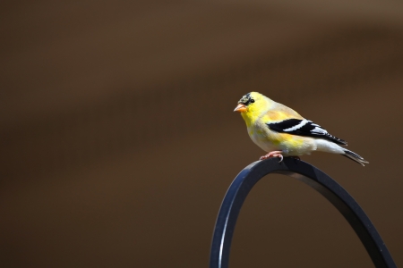 Cute little gold finch against brown backgroundの写真素材