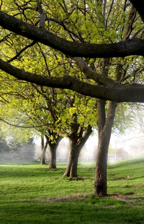 Trees in a row taken on foggy spring morningの写真素材