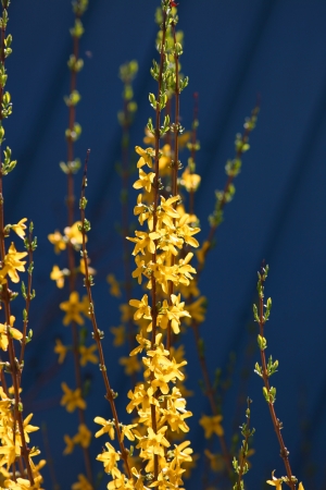 Small yellow blooming Forsythia flowersの写真素材