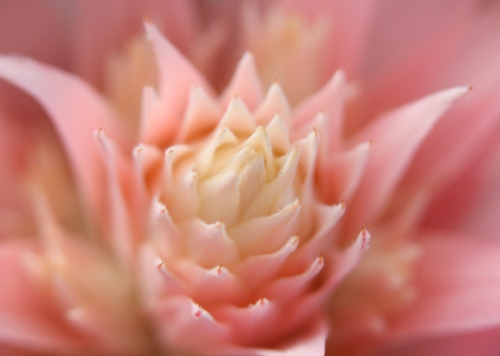 Inside details of beautiful pink flowerの写真素材