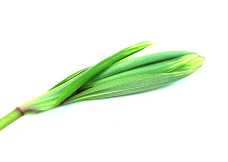 Lily flower bud on white background