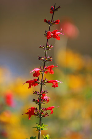 Cardinal flowersの写真素材