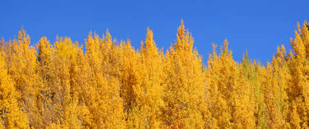 Panoramic view of golden yellow Aspensの写真素材