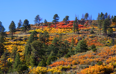 Fall colors on mountain topの写真素材