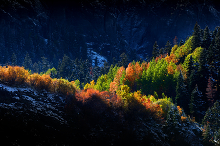 Sun light on autumn treesの写真素材