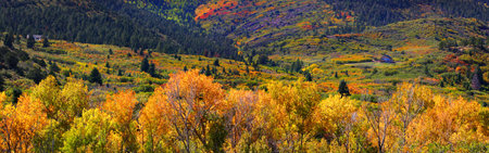 Panoramic view of colorful Aspens and Cotton woods in Coloradoの写真素材