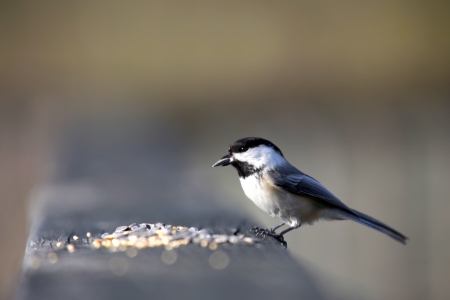 Close up shot of black capped Chikadeeの写真素材