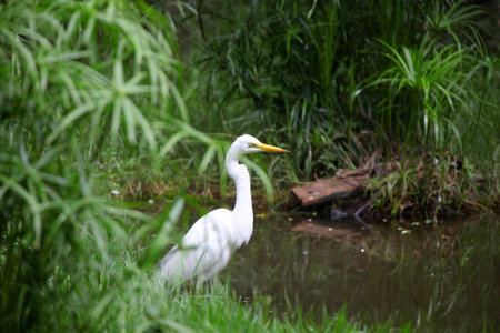 Snow white Egret in the bushes