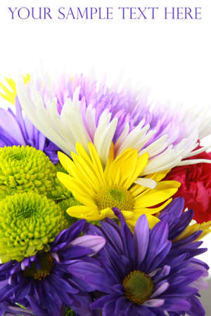 Colorful daisy flowers on white backgroundの写真素材