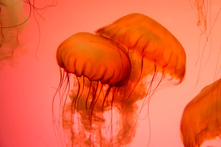 Close up shot of Jelly fish の写真素材