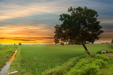 Paddy fields with single tree の写真素材