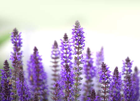 Close up shot of lavender flowersの写真素材