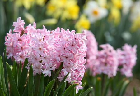 Pink Hyacinth flowersの写真素材