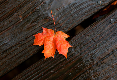 Single red Maple leaf on a wooden boardの写真素材
