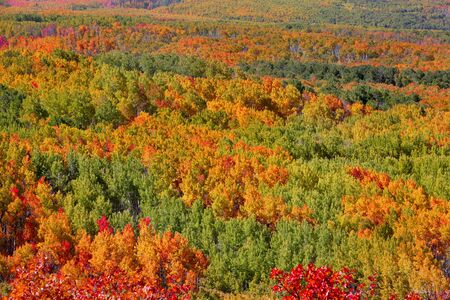 Carpet of fall treesの写真素材