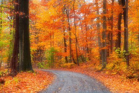Scenic road through bright autumn treesの写真素材