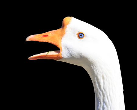 Close up shot of angry swan on black backgroundの写真素材