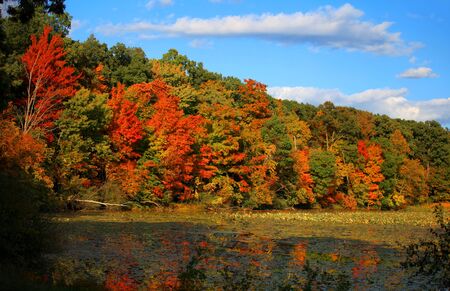 Bright autumn trees and its reflectionsの写真素材