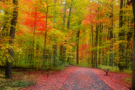 Beautiful bike trail through autumn treesの写真素材