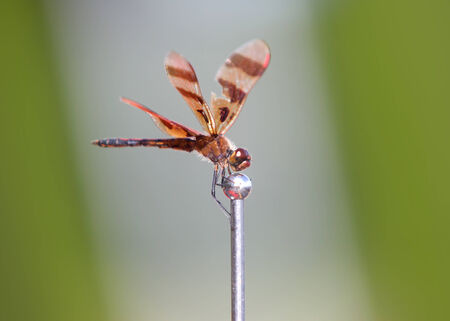 Dragon fly on the Car antennaの写真素材