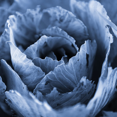 Close up shot of cabbage plant